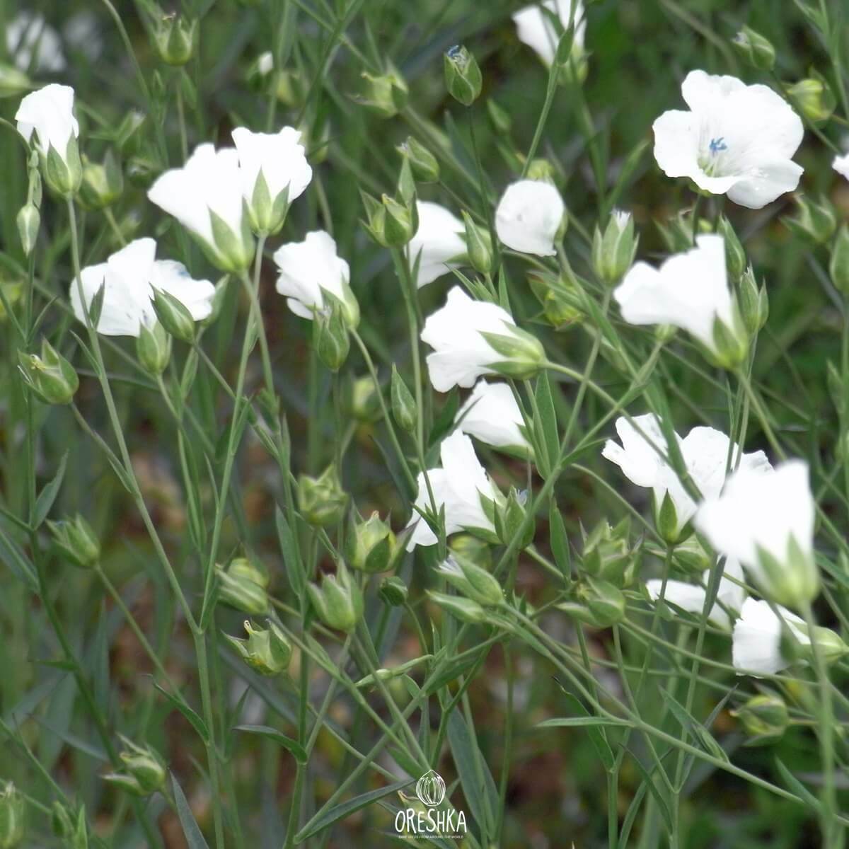 Seeds of Flax white (Línum) — 100 pcs