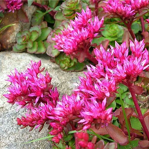 Очиток ложный Розеум