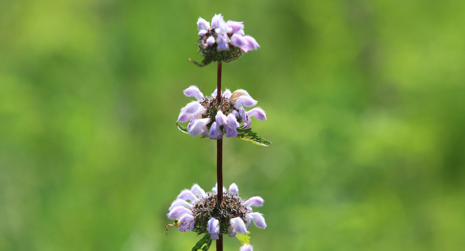 Зопник клубненосный в Забайкалье