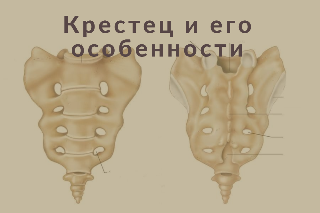 Крестец и его особенности