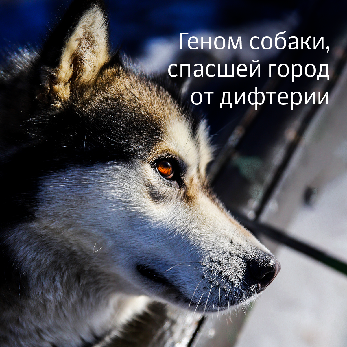 Геншин в виде собак. Просто собаки. Собака гена. Собака гена. Гена собака.