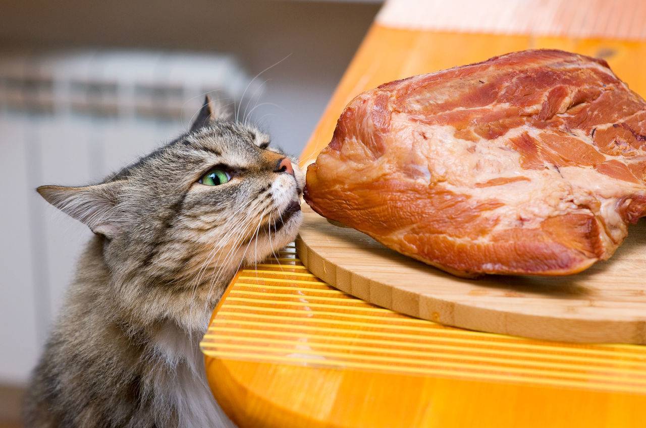 Какой пищей нельзя кормить кошку?
