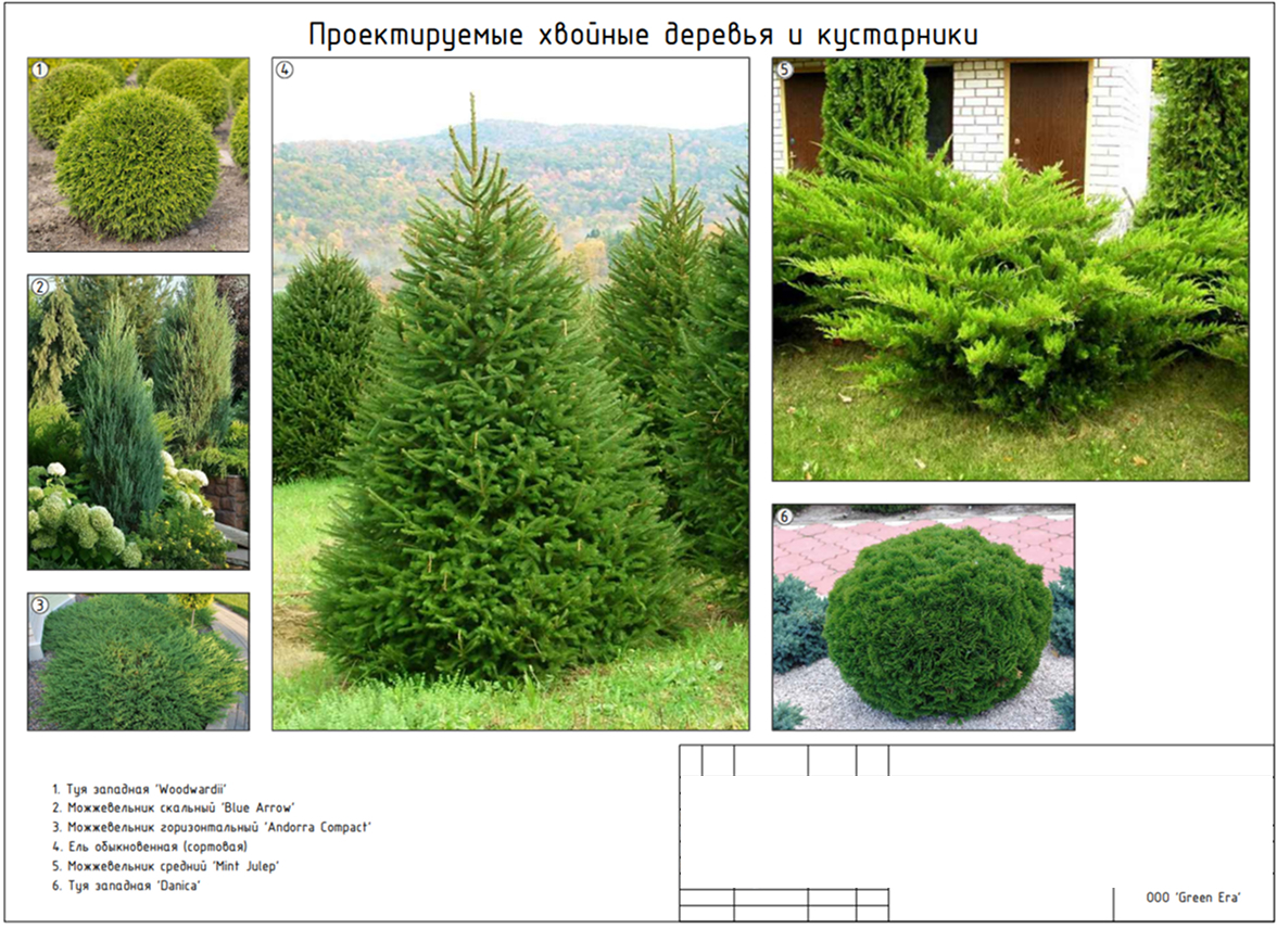 Проектируемые хвойные деревья и кустарники