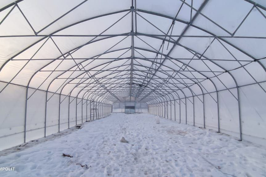 груши в теплице