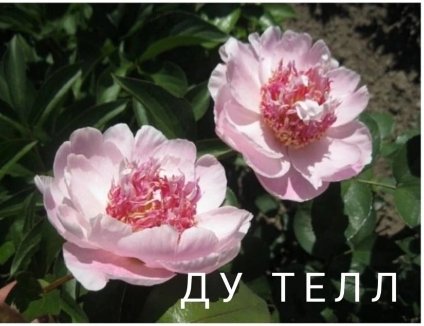 💮