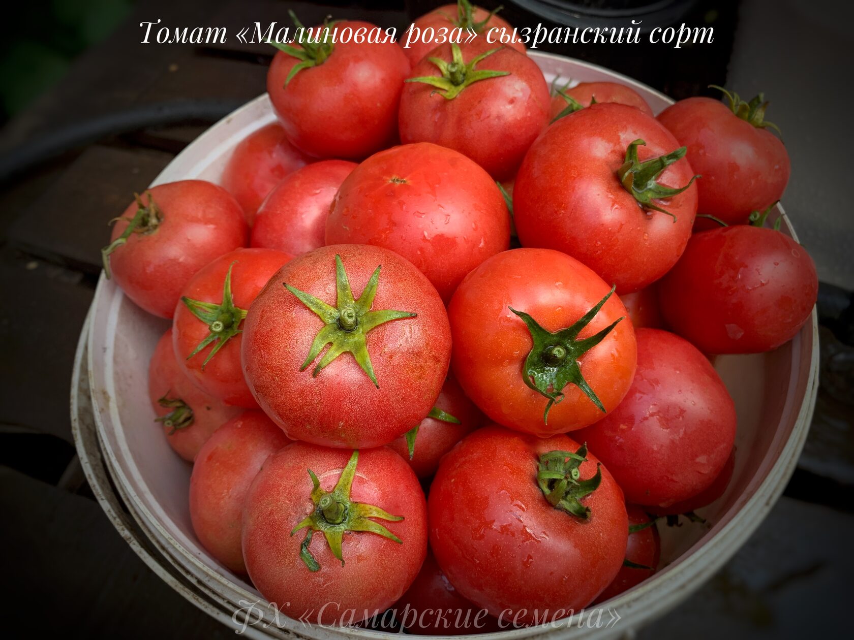 томаты малиновая империя отзывы фото