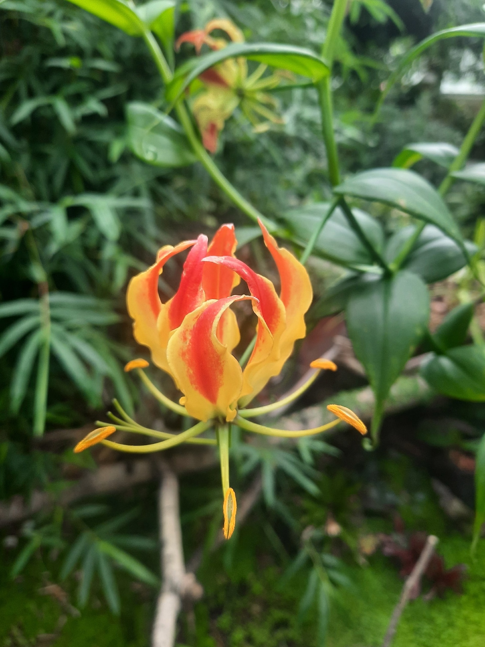 Глориоза в Ботаническом саду КемГУ