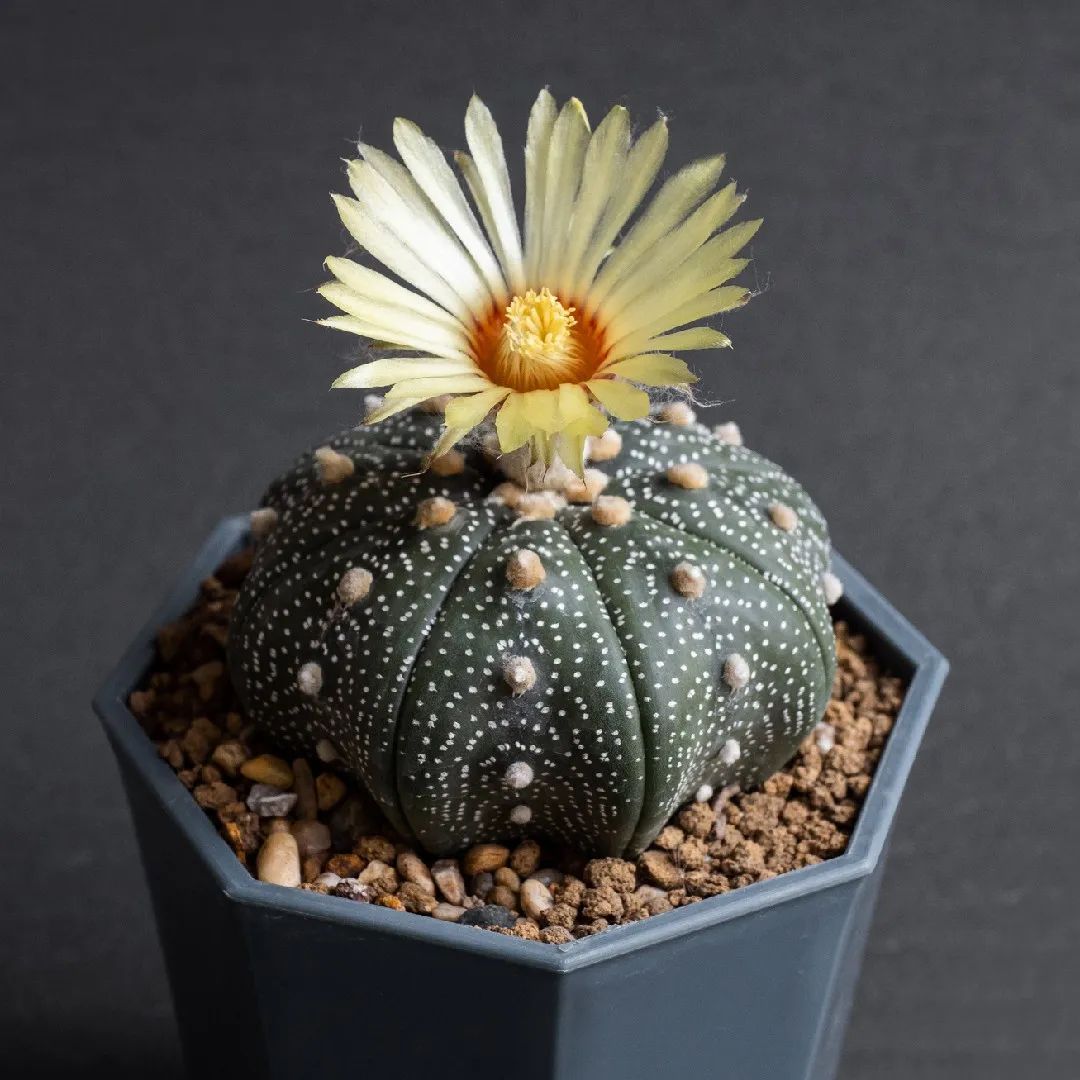 Succulent in ceramic pot
