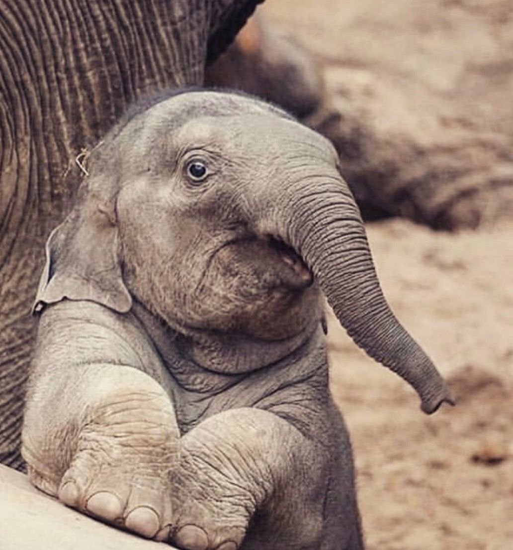 Милый слоник