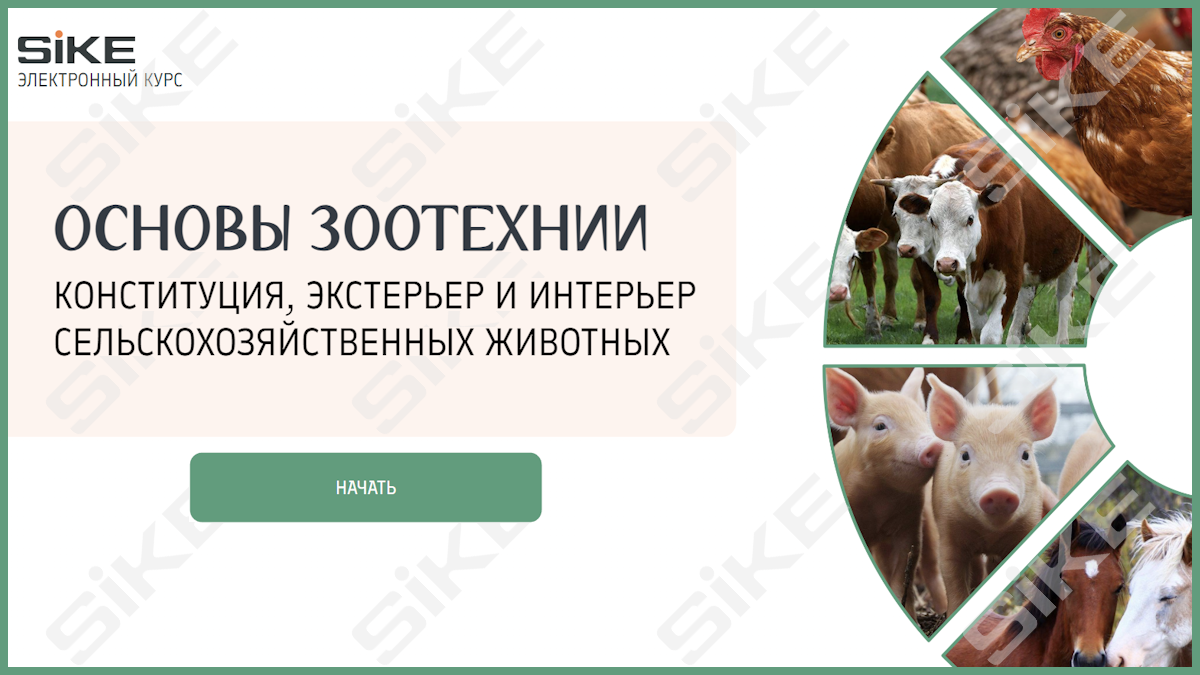 Интерьер сельскохозяйственных животных. Интерьер сельскохозяйственных животных