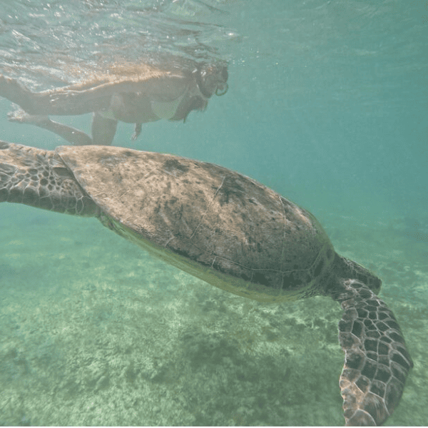 Тур в ЮАР 2024-2025 - Экспедиция к китам