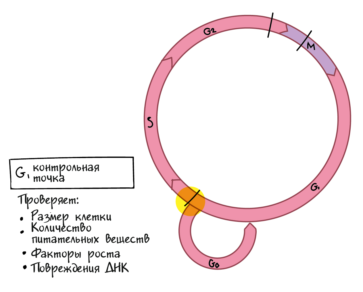 Цикл клетки рисунок