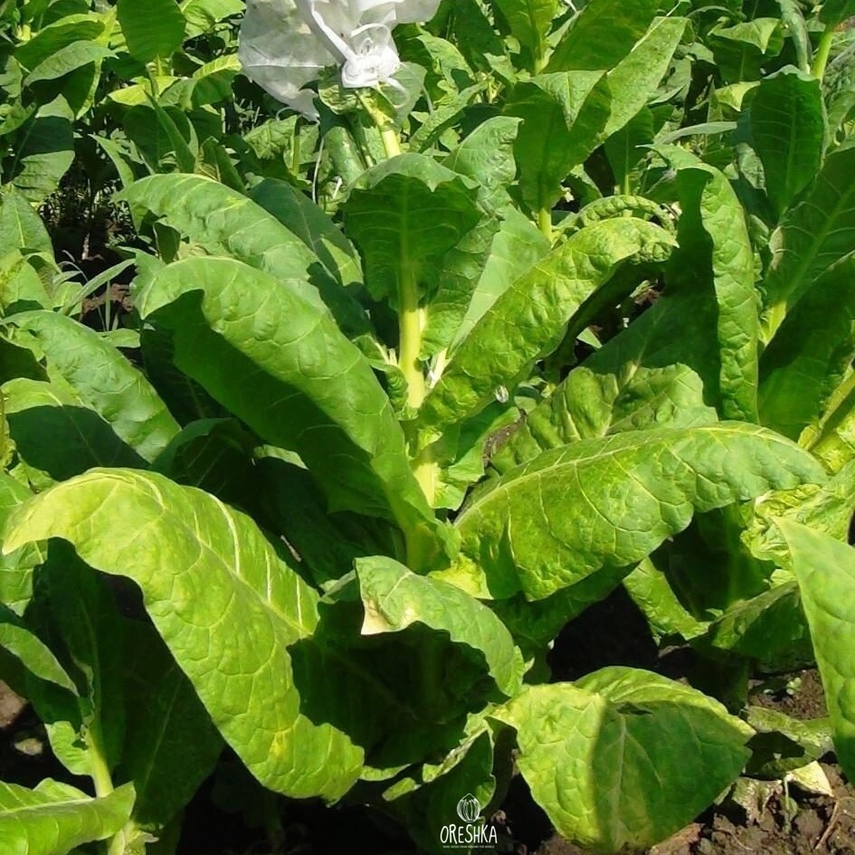 Seeds of Tobacco Monte calme yellow (Nicotiana tabacum) — 300 pcs