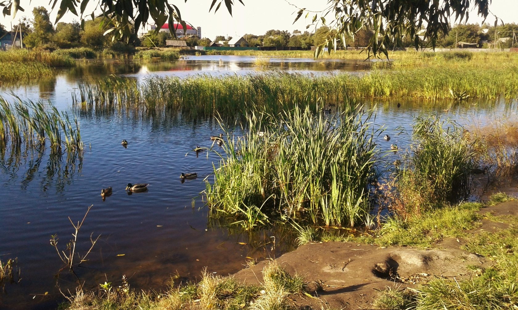 Парк сосновый бор в новосибирске озеро. Лесное озеро новосибирск сосновый бор. Работа в г озерах. Озеро лесное — часть территории парка «сосновый бор». Озеро песочное озеры.