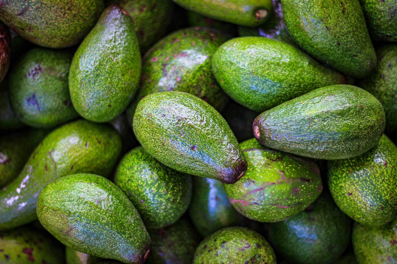 Discover the fascinating world of Kenyan avocados and how they have become one of the top exports in the country. This blog post takes you on a journey through the history of avocado farming in Kenya, the sustainable practices employed by small-scale farmers, and the health benefits of consuming this delicious fruit. You'll also learn about the thriving avocado export market in Kenya and how this has helped to create sustainable livelihoods for farmers while meeting the high demand for avocados on the global market. Whether you're a fan of avocados or simply interested in sustainable agriculture, this blog post is a must-read.