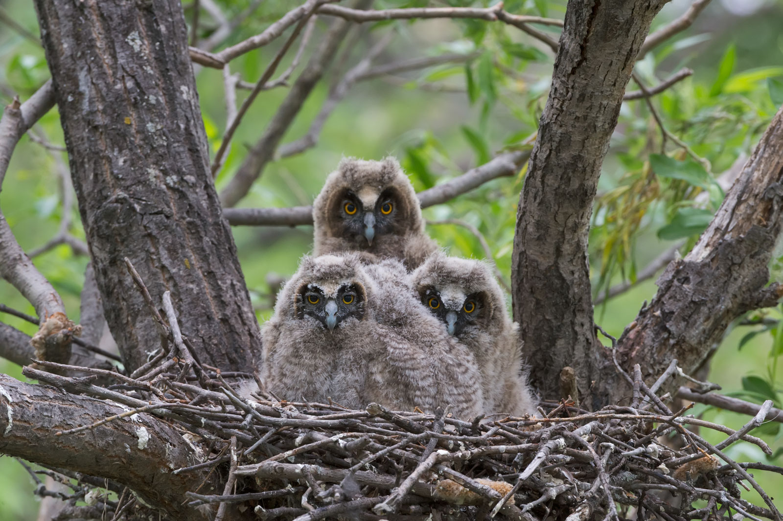 Международный день птиц в Байкальском заповеднике
