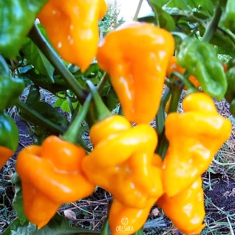 Seeds of Hot pepper Trinidad perfume (Capsicum) — 5 pcs