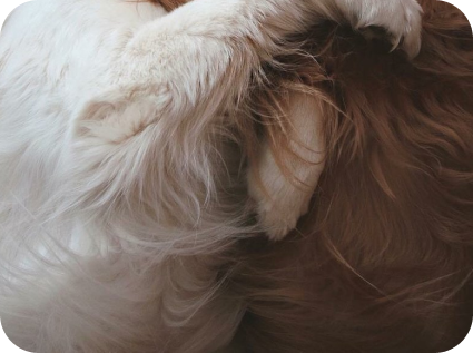 Скидки за двоих собак единовременно и больше до 15% в студии груминга My Dog Studio