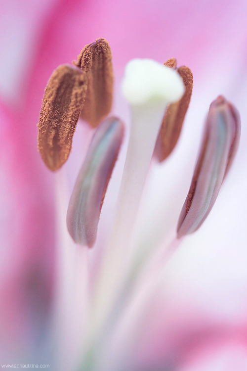 macro, macro flower, macro art, anna utkina, photography, macrophotograpy, floral art, макро, макрофотография, анна уткина