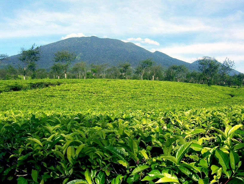 Чайный сад Кемунгинг. вид на чайные плантации