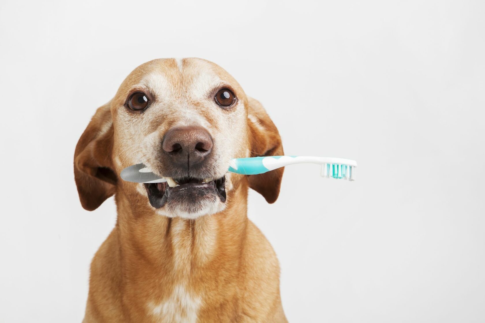 Советы по чистке зубов у собак