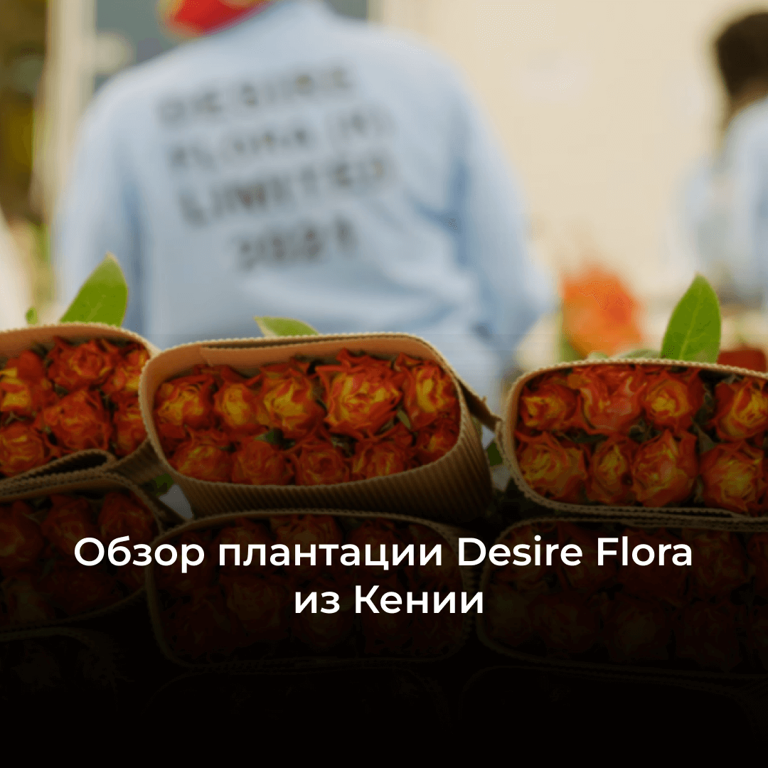 Плантация Desire Flora: обзор кенийского производителя роз