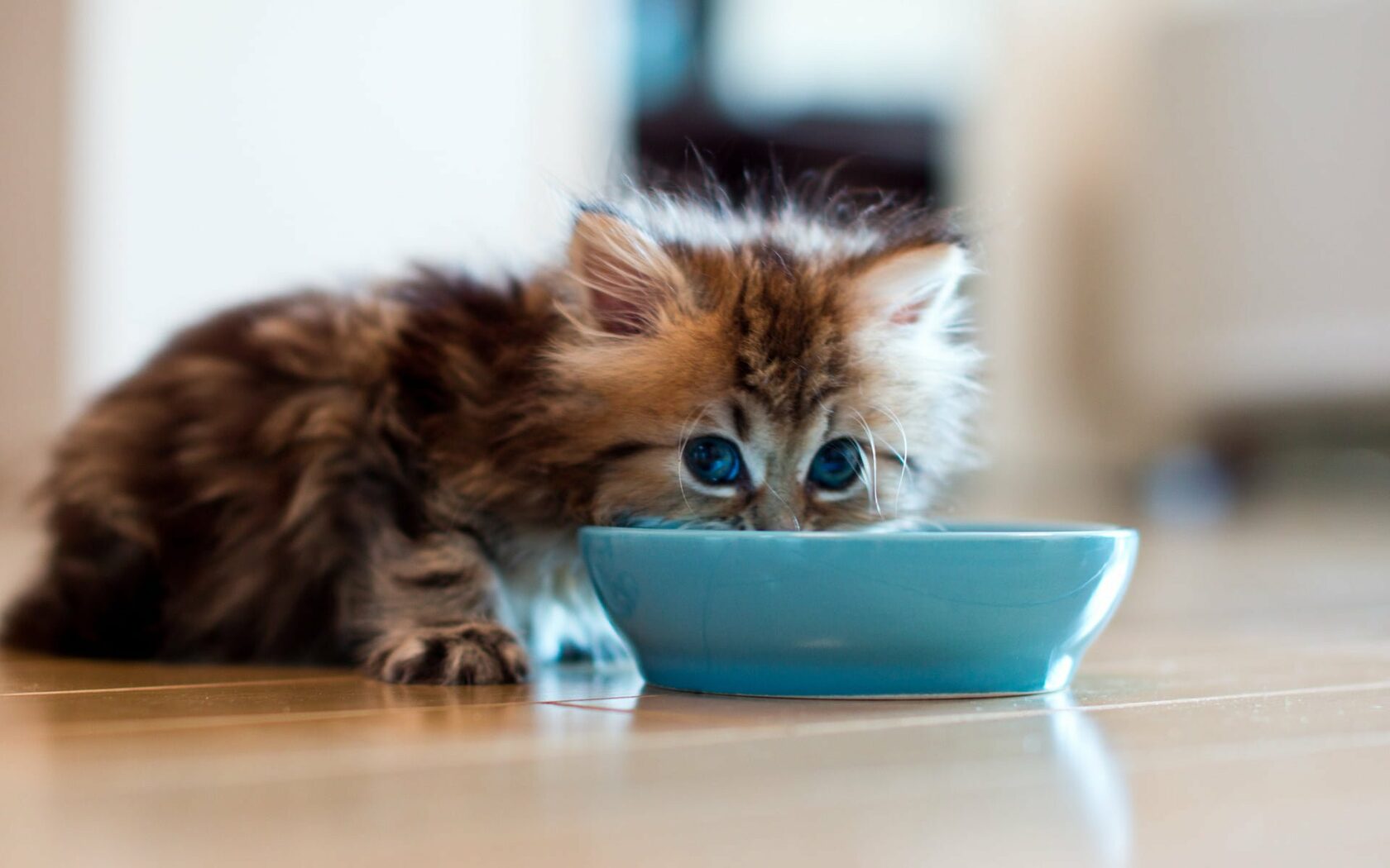 питание у котенка