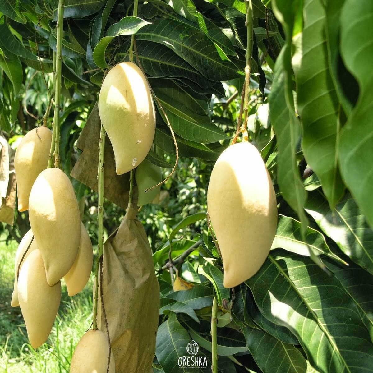Деревья манго в Тайланде