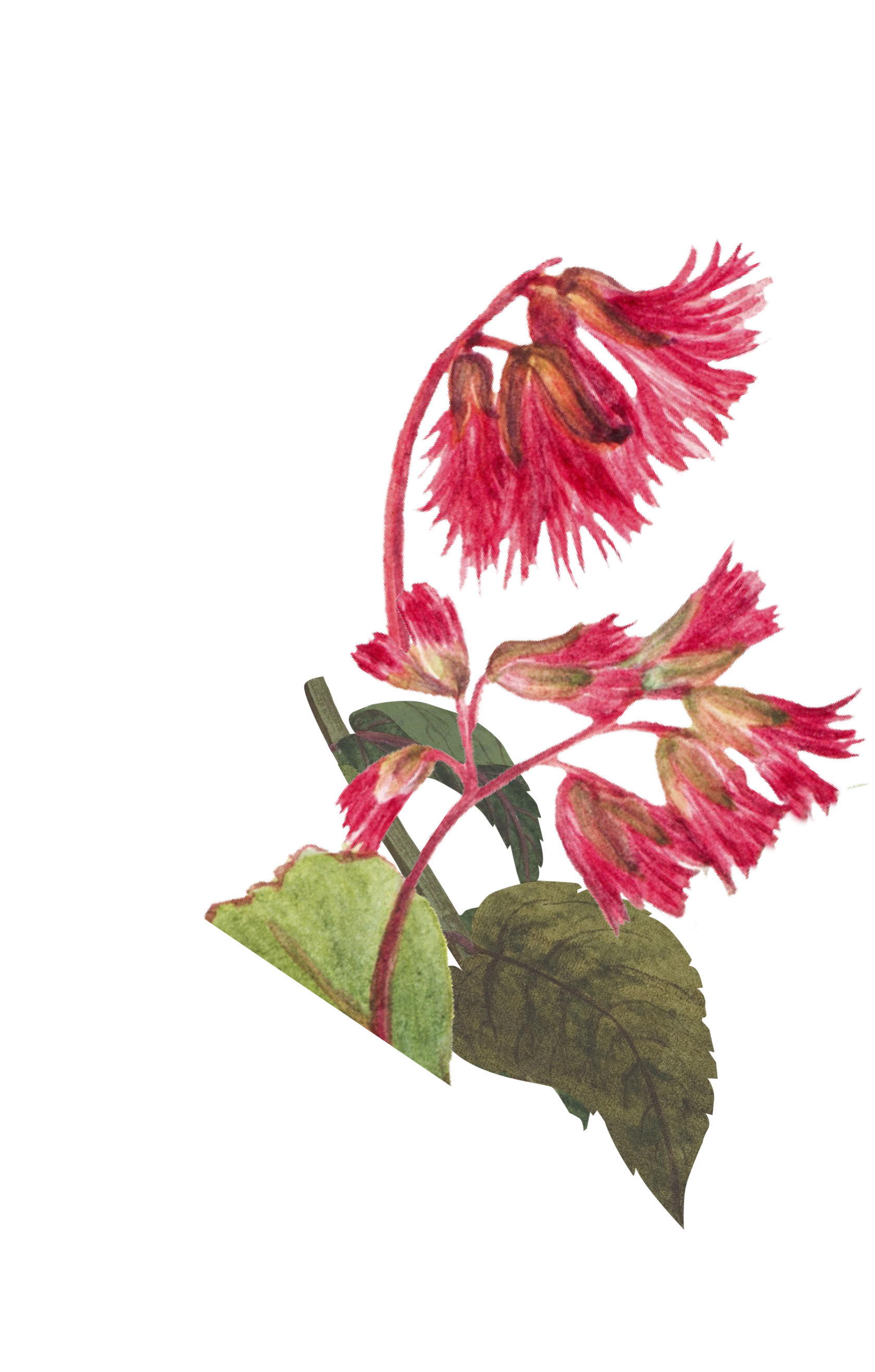 натуральная косметика, магазин профессиональной косметики, крем для ног, крем для ног с мочевиной, крем для ног купить, масло для ногтей, масло монарды для ногтей, масло для ногтей купить, косметика для ногтей, дезодорант для ног