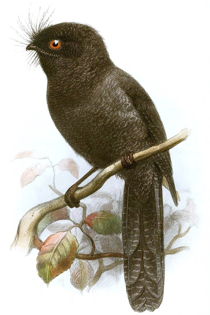 Черноспинный совиный козодой (Aegotheles savesi)