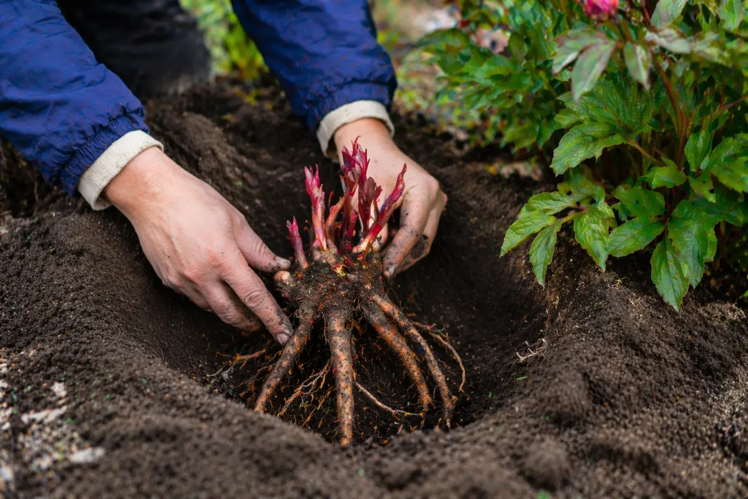 Посадка пионов весной