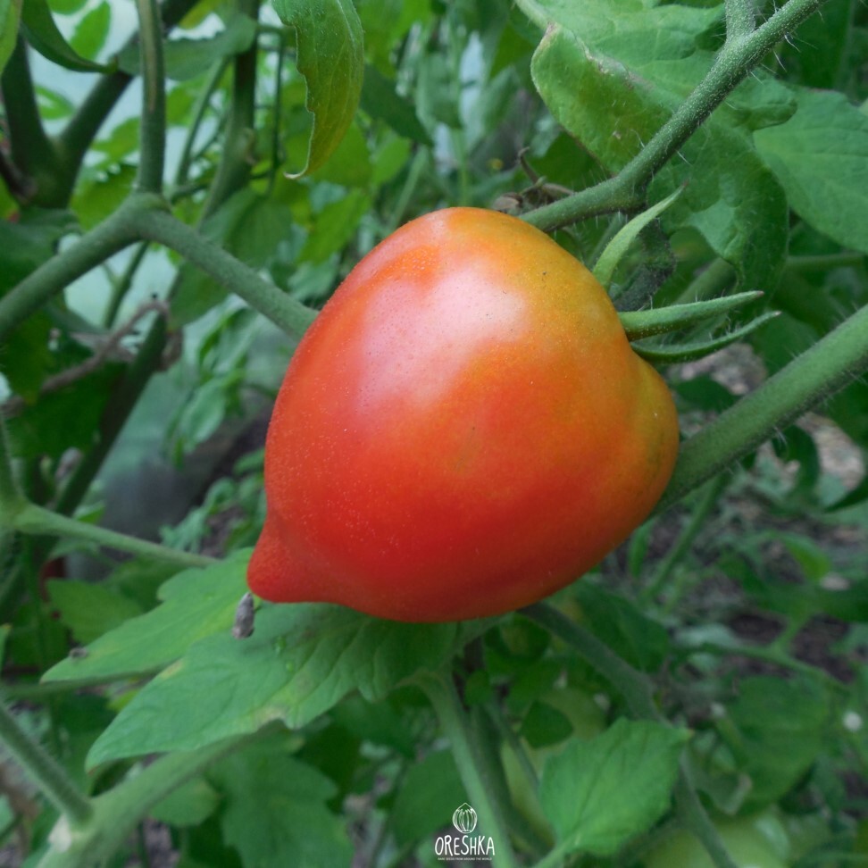 Seeds of Tomato Hybrid Tarasenko 2 (solanum lycopersicum) — 10 pcs