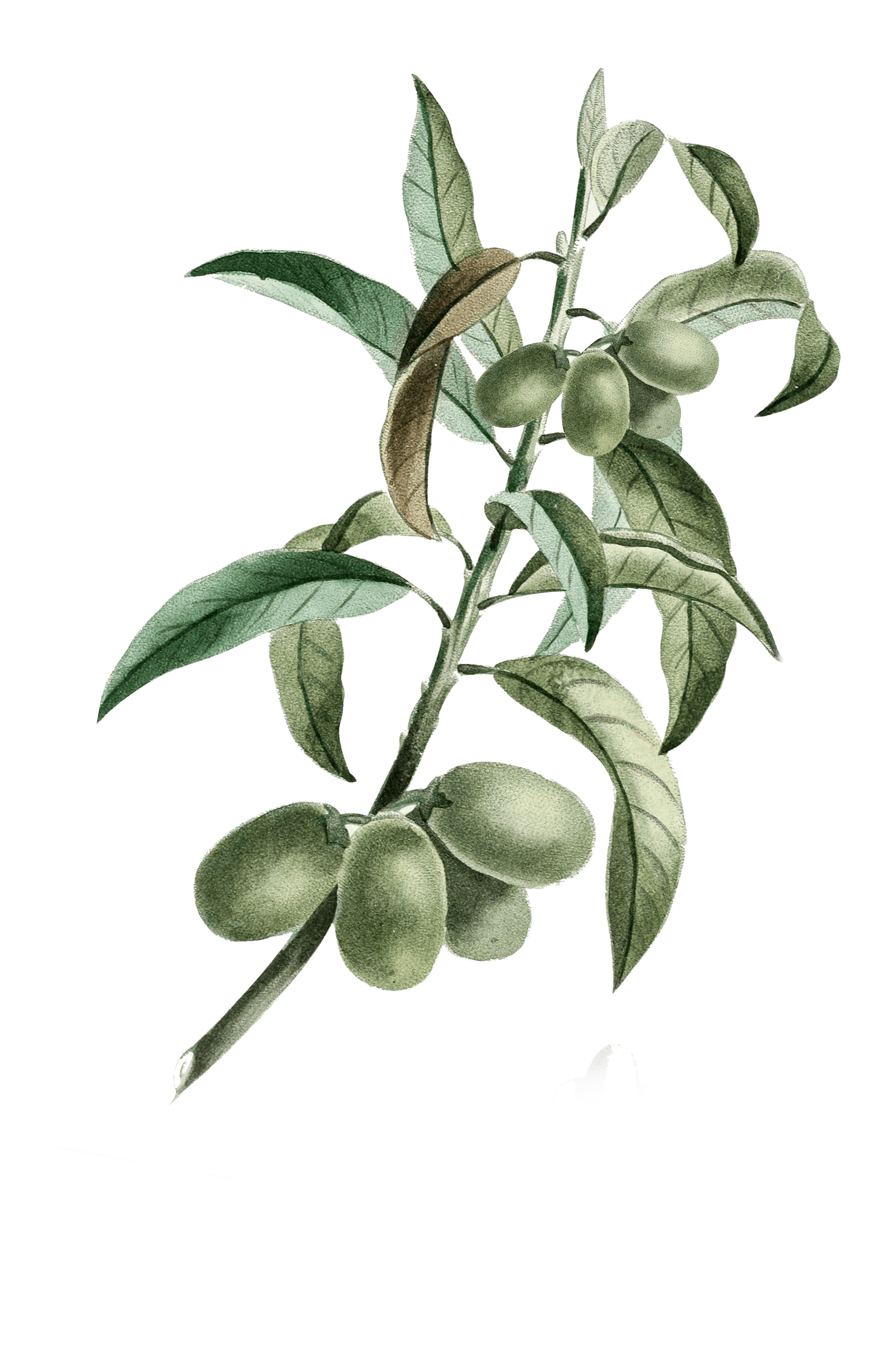 натуральная косметика, магазин профессиональной косметики, крем для ног, крем для ног с мочевиной, крем для ног купить, масло для ногтей, масло монарды для ногтей, масло для ногтей купить, косметика для ногтей, дезодорант для ног