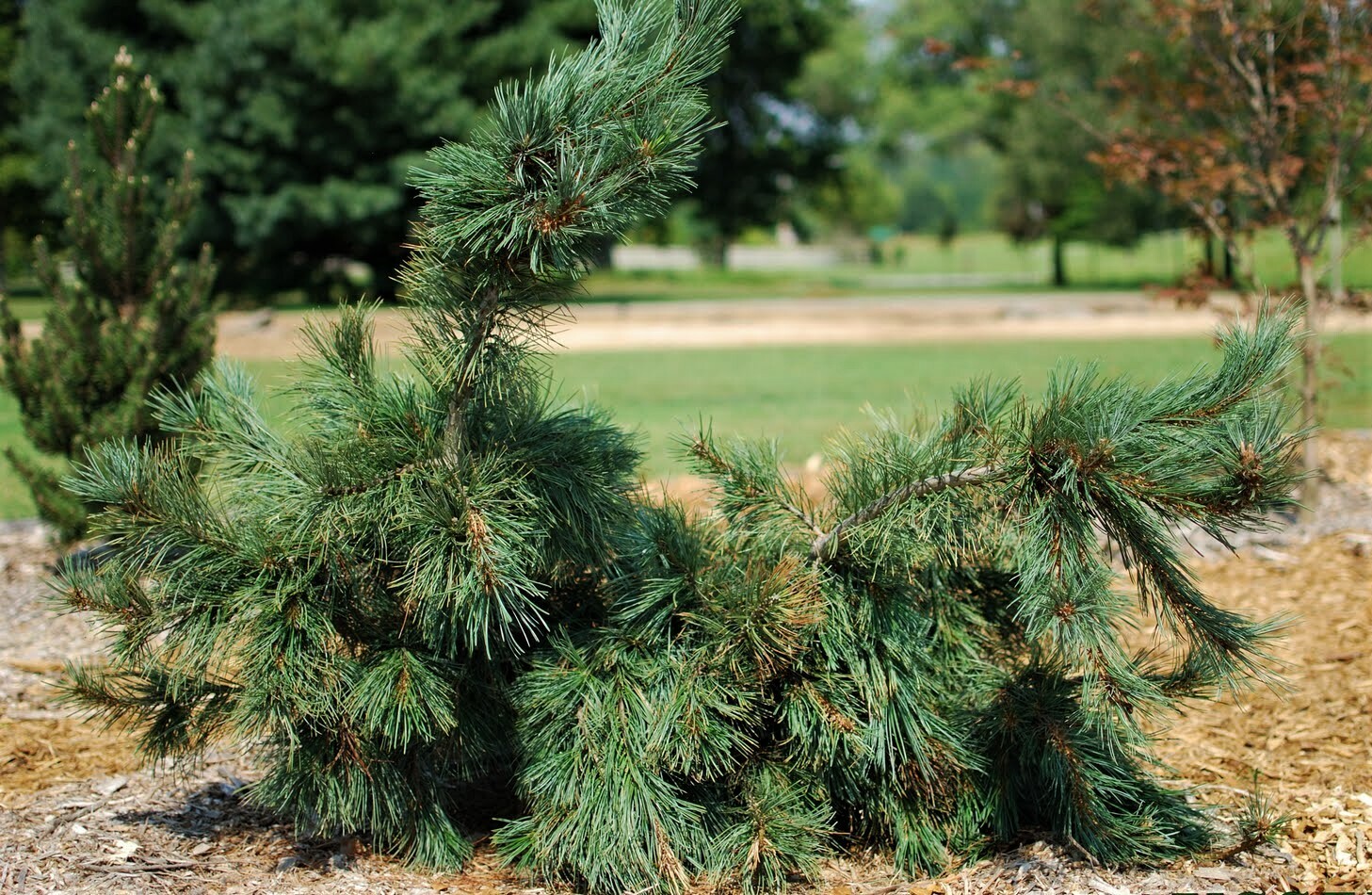 Pinus flexilis 'glauca'