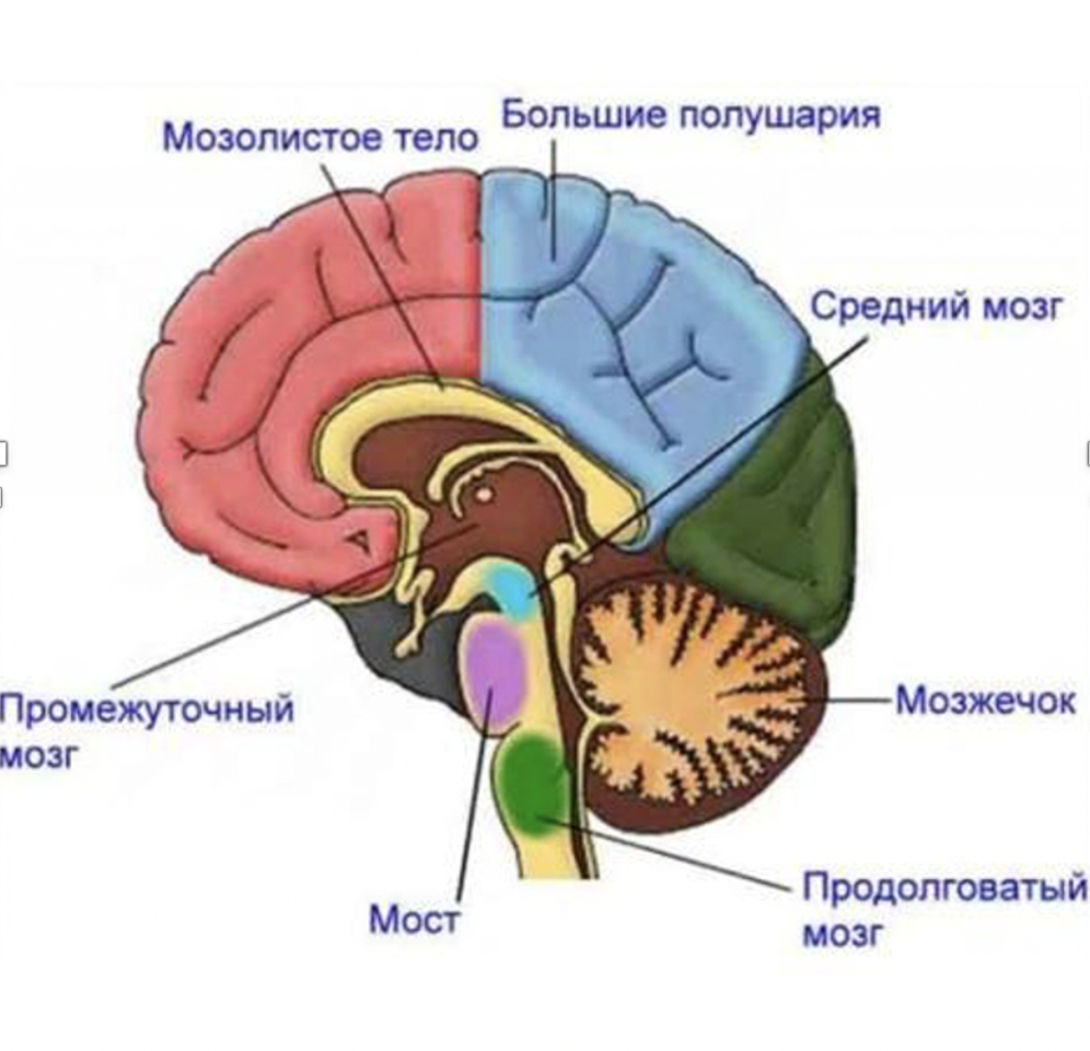 Головного мозга называется. Схема строения головного мозга человека. Продолговатый отдел головного мозга строение и функции. Анатомия головного мозга человека средний мозг. Внутренне строение головного мозга.