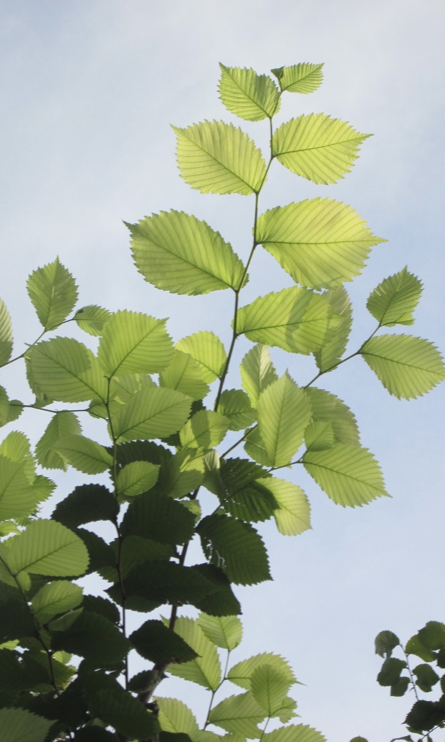 Вяз гладкий (Ulmus laevis) сентябрь