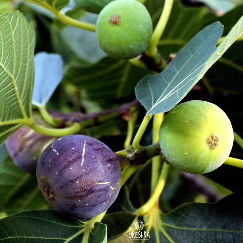 Seeds of Figs Crimean (Ficus carica) — 20 pcs