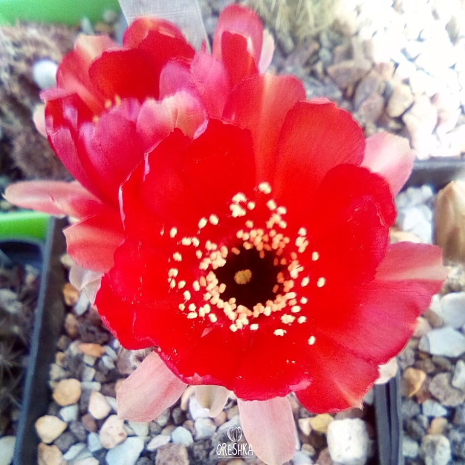 Seeds of Cactus Lobivia salitrensis R 636 (Lobivia salitrensis R 636) — 10 pcs