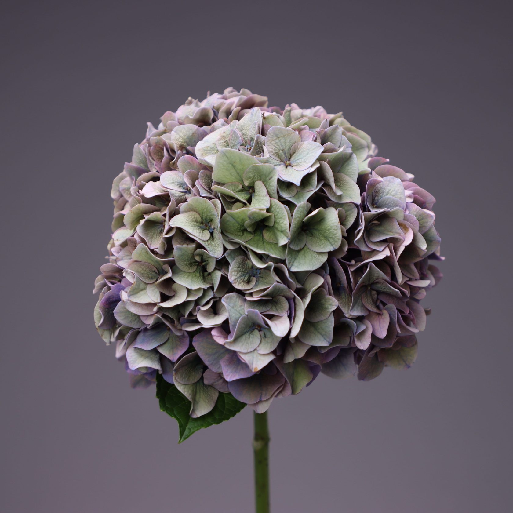 Гортензия Коппер лавендел - Hydrangea Copper Lavendel