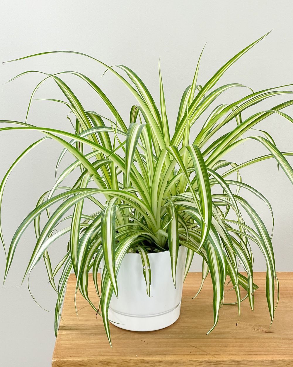 Green indoor plant in pot