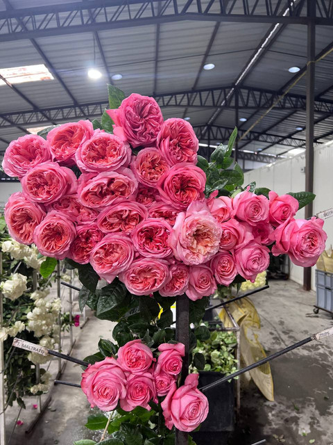 Star Roses на слуху у многих цветочников. Плантация известна отличным ассортиментом и превосходным качеством роз.