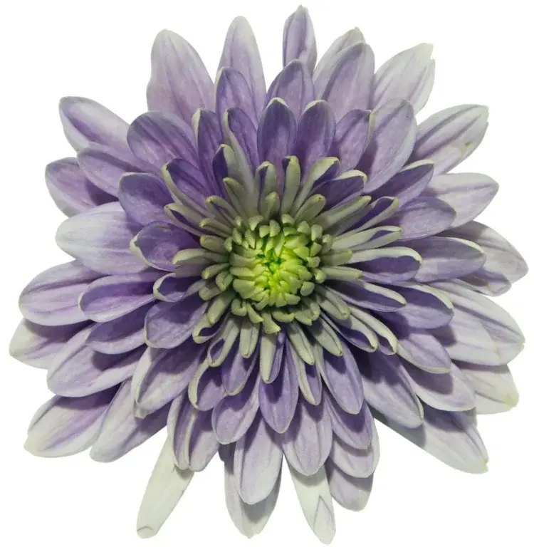 Хризантема из коллекции BluOcean