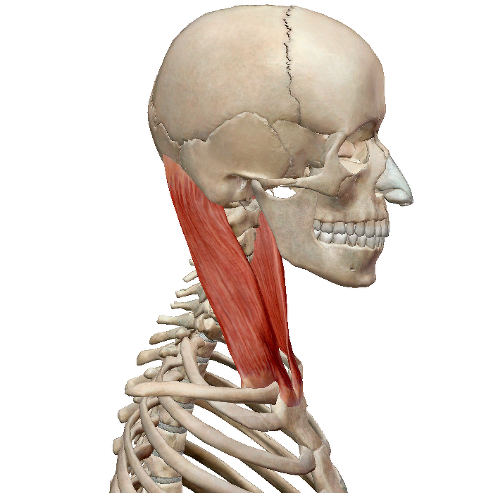 Длинные разгибатели шеи анатомия