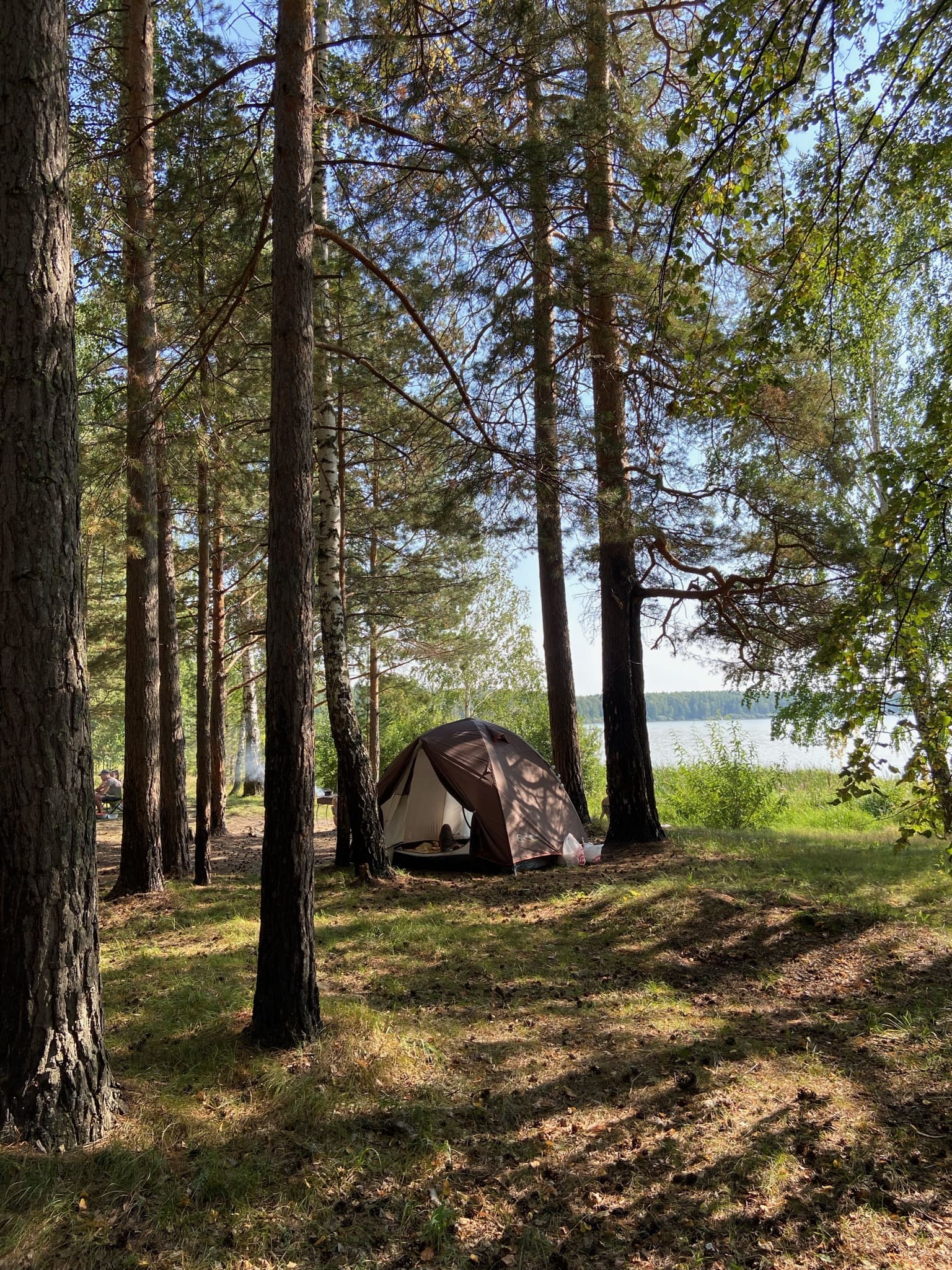 Море леса Тюмень. Природный комплекс море леса.