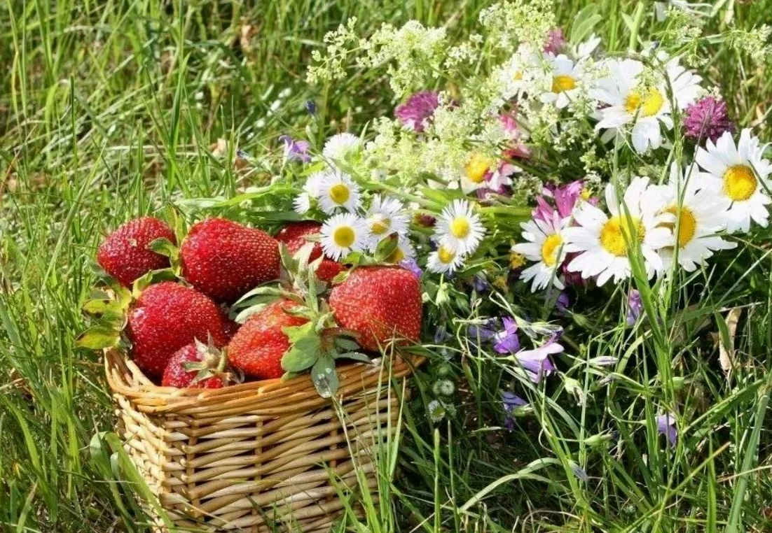 Начало лето месяц. Лето ягоды цветы. Красивое лето. Июнь природа. Август природа.