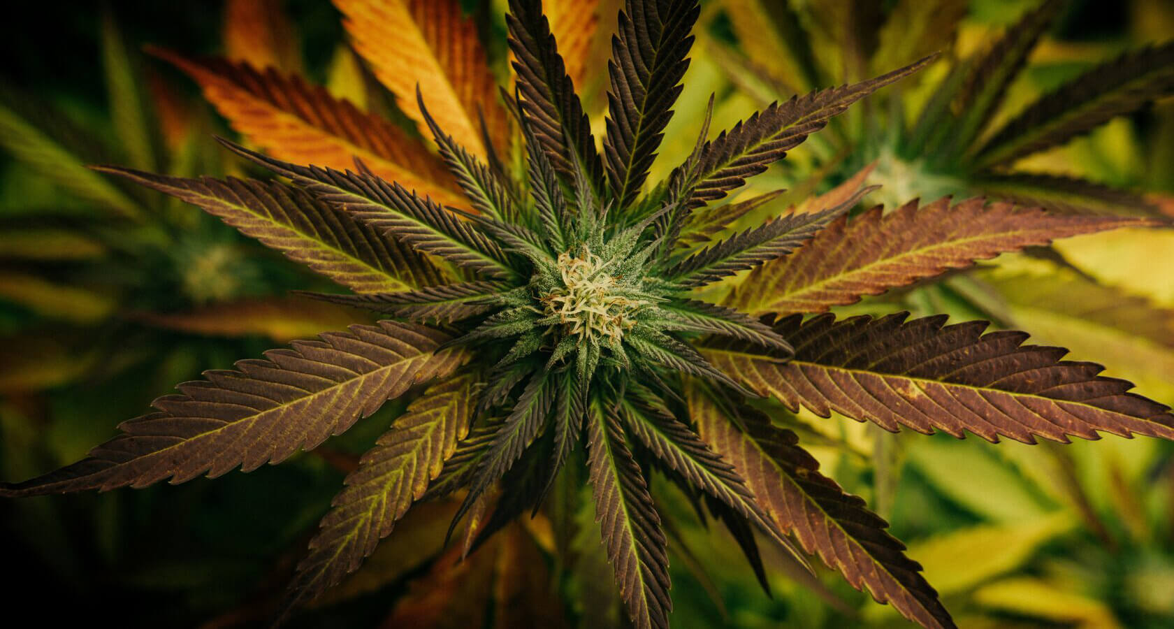 Злоупотребление марихуаной из ростков марихуаны