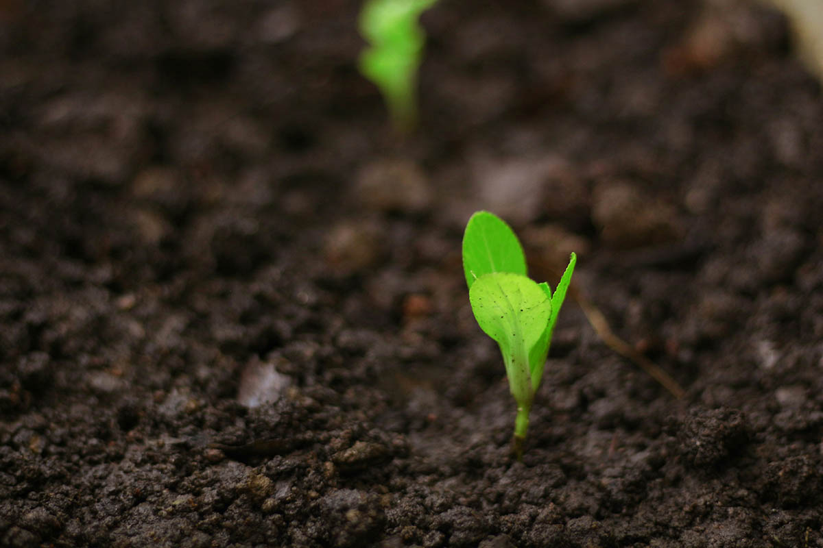 Samples of potting mixes and seed-starting media shown in clear containers