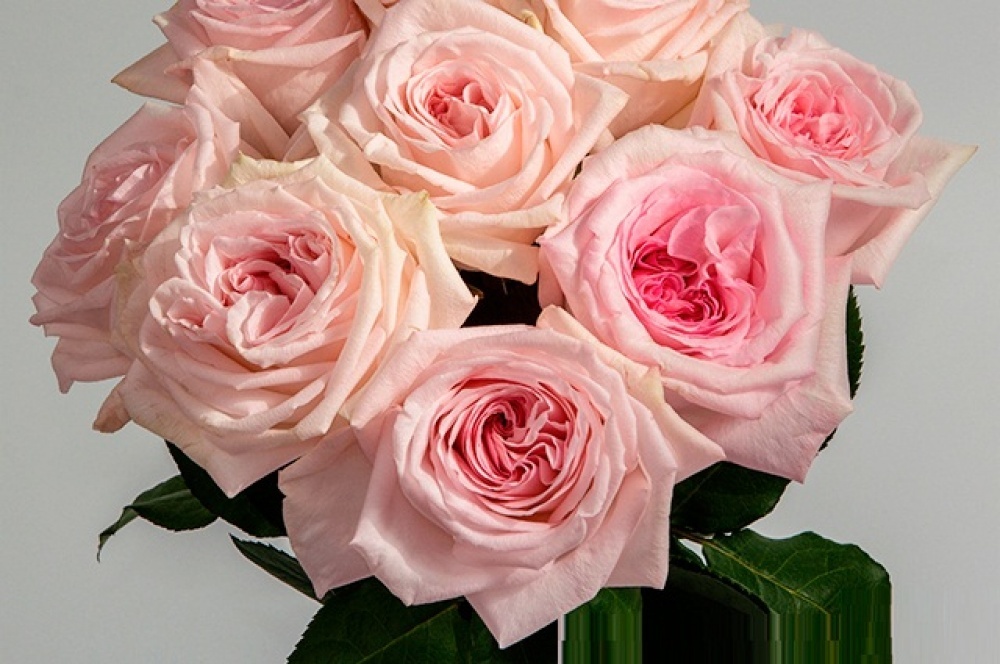 Pink и White O’hara