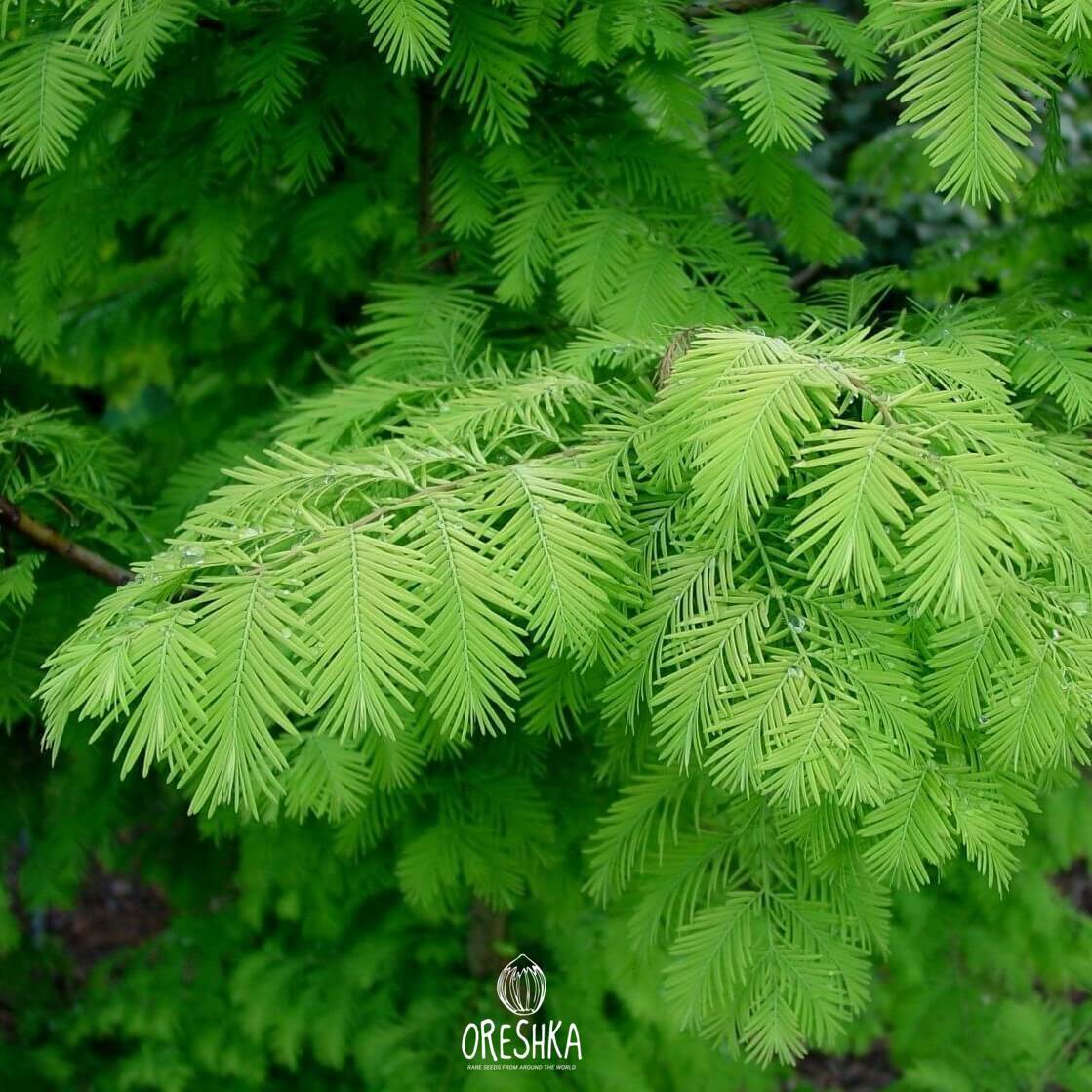 Dawn Redwood full grown tree silhouette