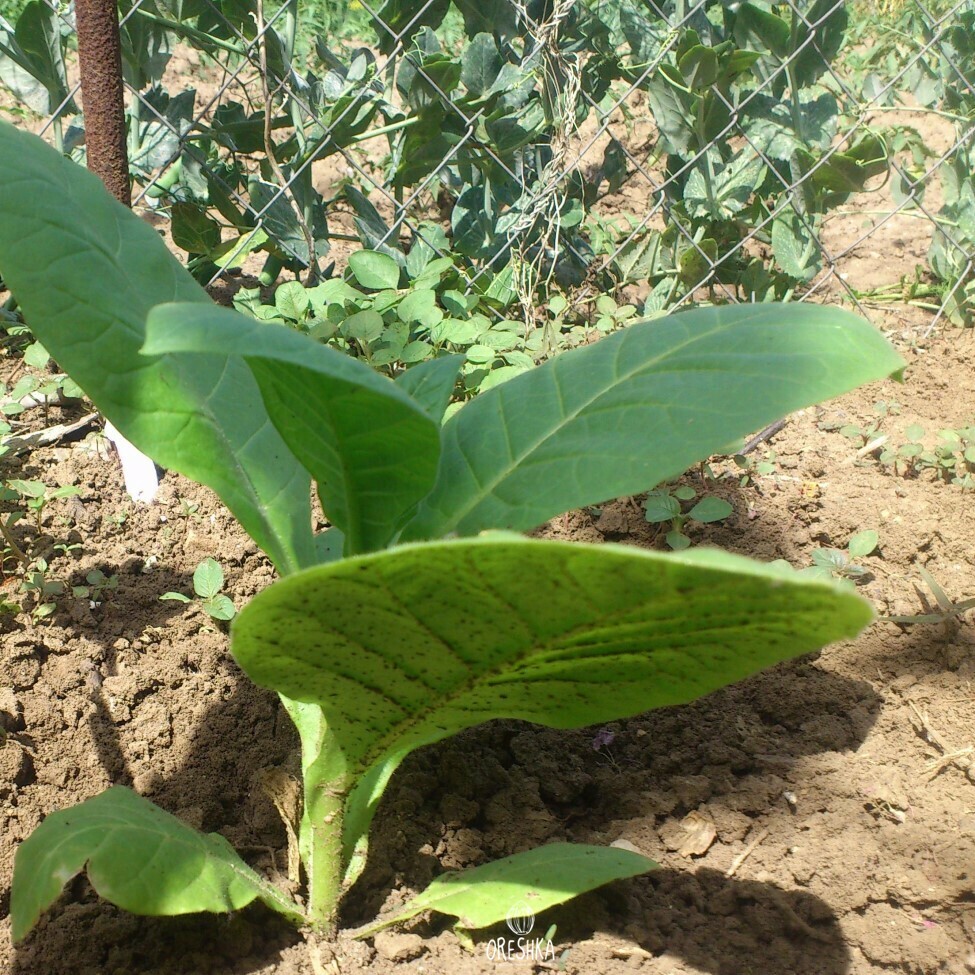tobacco stone Boost Stone Tobacco